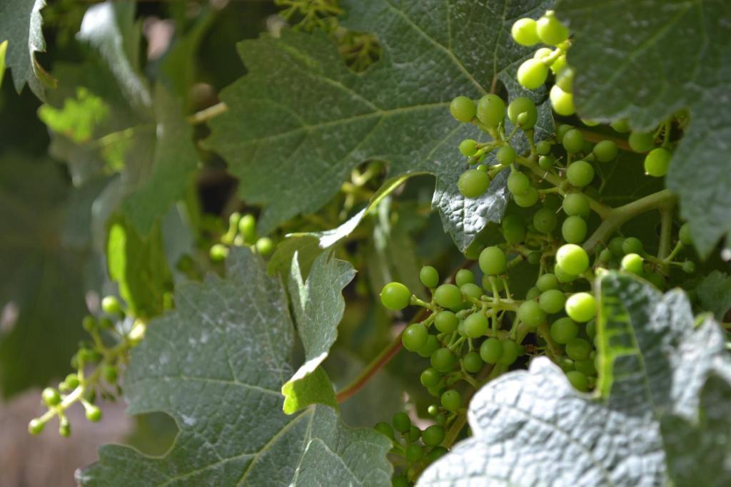 Island Brook Estate Winery And Chalets Margaret River Ngoại thất bức ảnh