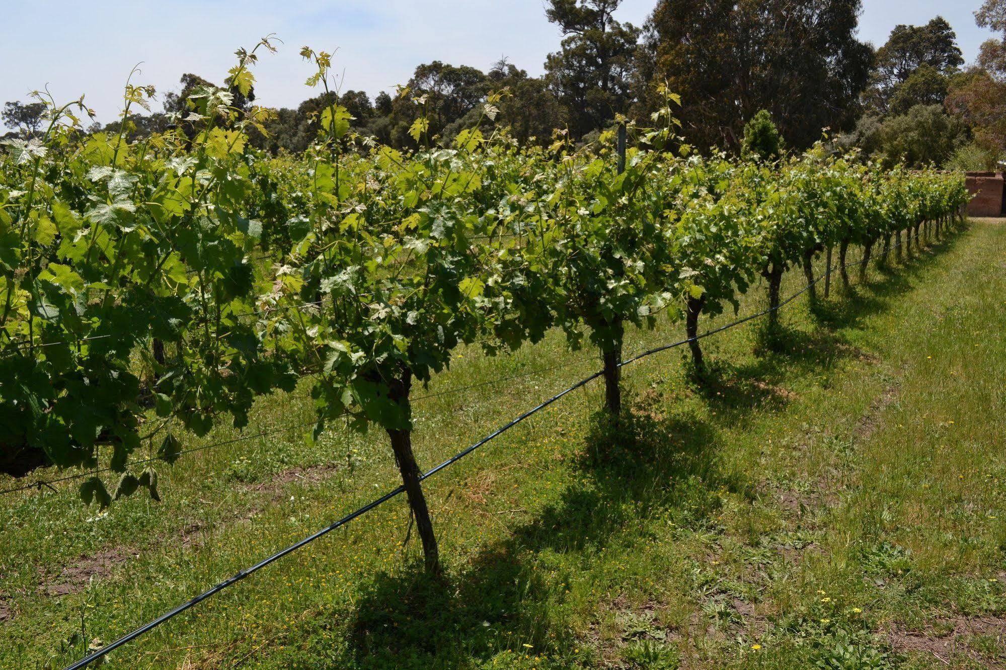 Island Brook Estate Winery And Chalets Margaret River Ngoại thất bức ảnh